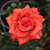 Czerwony  - Róża wielkokwiatowa - Hybrid Tea - Clarita